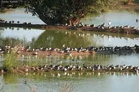 Karikili Bird Sanctuary (Tamil Nadu)