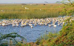 Khijadia Wildlife Sanctuary (Gujarat)
