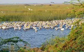Khijadia Wildlife Sanctuary (Gujarat)