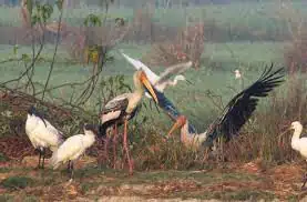 Nawabganj Bird Sanctuary (Uttar Pradesh)
