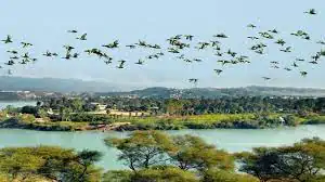 Parvati Arga Bird Sanctuary (Uttar Pradesh)