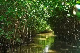 Pichavaram Mangrove Forest (Tamil Nadu)