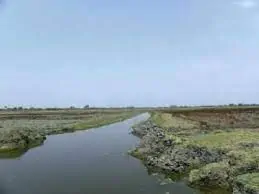 Sarsai Nawar Jheel (Uttar Pradesh)