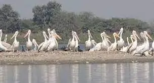 Sur Sarovar (Uttar Pradesh)