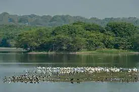 Thol Lake Wildlife Sanctuary (Gujarat)