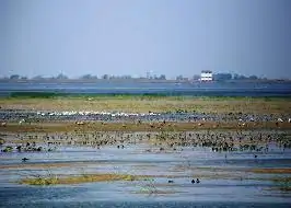 Wadhvana Wetland (Gujarat)