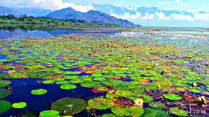 Wular lake (Jammu & Kashmir)