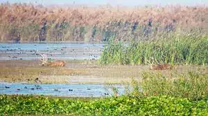 haiderpur wetland, ramsar site