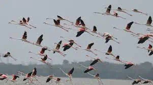 udhayamarthandapuram bird sanctuary