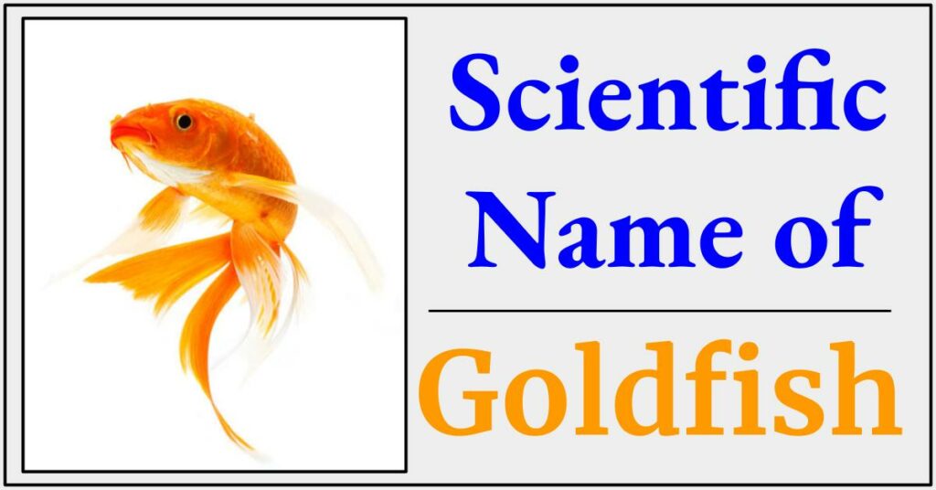 Goldfish ka Scientific Naam Kya hai? – गोल्डफिश का साइंटिफिक नाम क्या है?
