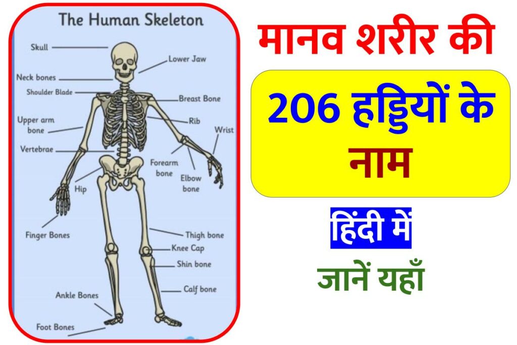 206 Bones Name in Hindi