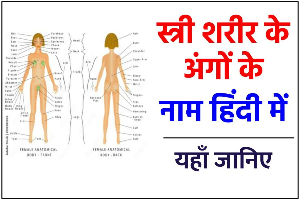 Female Body Parts Name in Hindi With Picture 