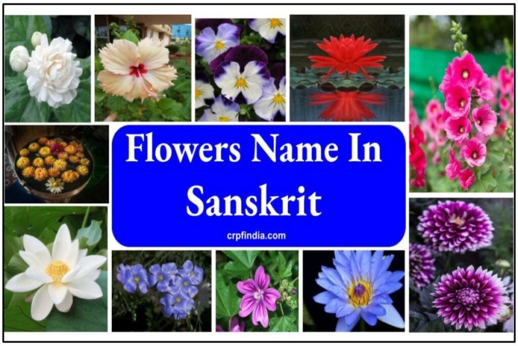 Flowers Name in Sanskrit | 