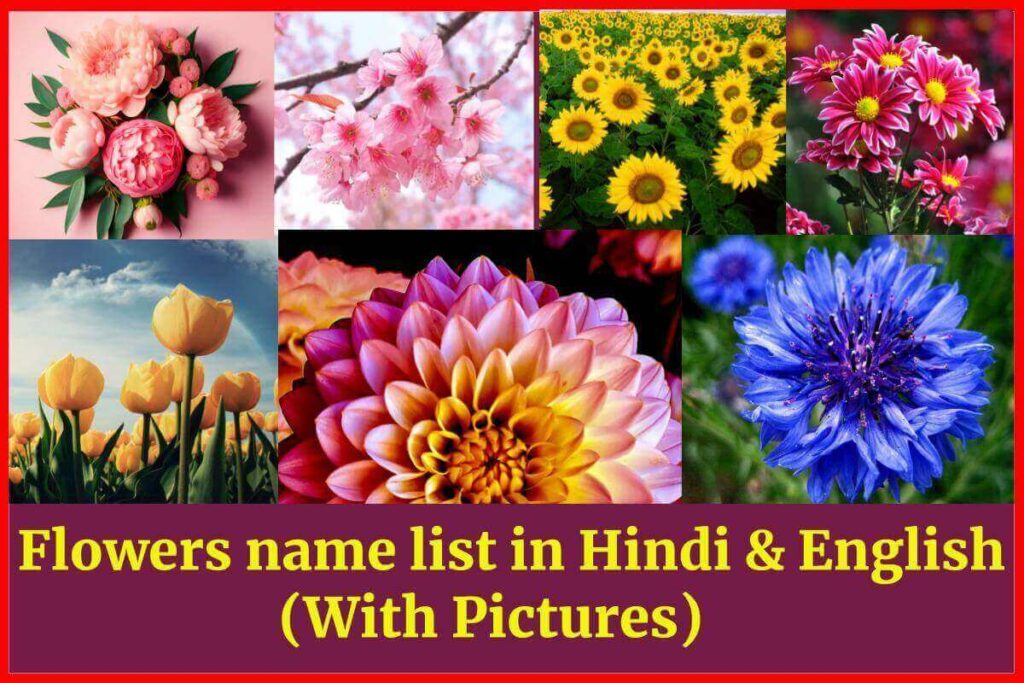 Flowers name list in Hindi & English, Name of the flowers (With Pictures) – फूलों के नाम