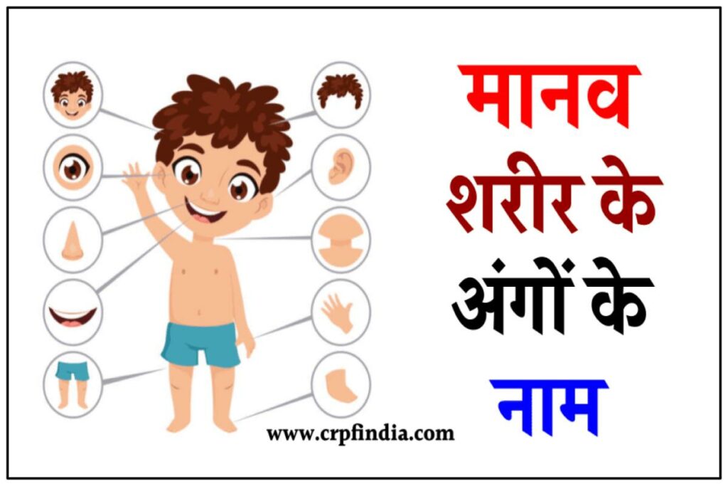 Human Body Parts Name in Hindi and English 