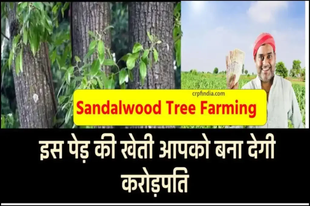 Sandalwood Tree Farming: चन्दन की खेती बनाएगी करोड़पति, जानें कैसे
