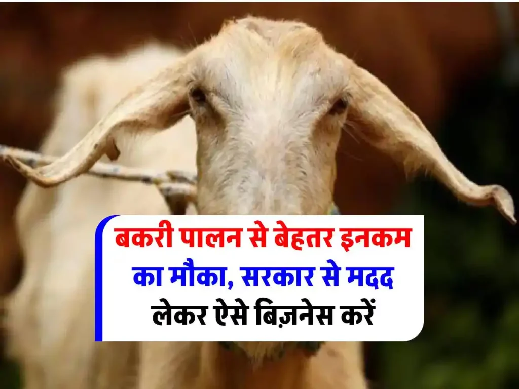 Goat-farming-earn-2-lakh-per-month-know-cost-process-loan-and-other-details